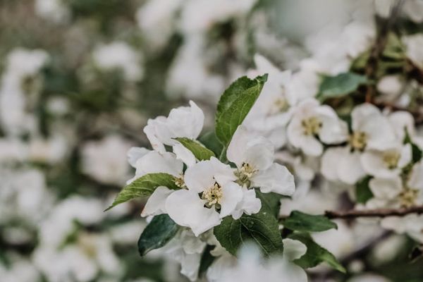 Nature landscape with focus on green leaves symbolizing freshness